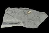 Pennsylvanian Fossil Horsetail (Annularia) Plate - Kentucky #158704-1